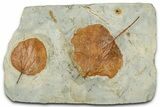 Shale With Two Paleocene Fossil Leaves (Zizyphoides) - Montana #351972-1